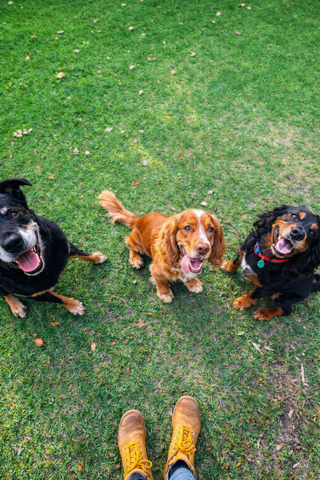 Puppy training
